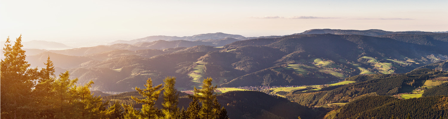 media/image/Wald-Horizont.jpg